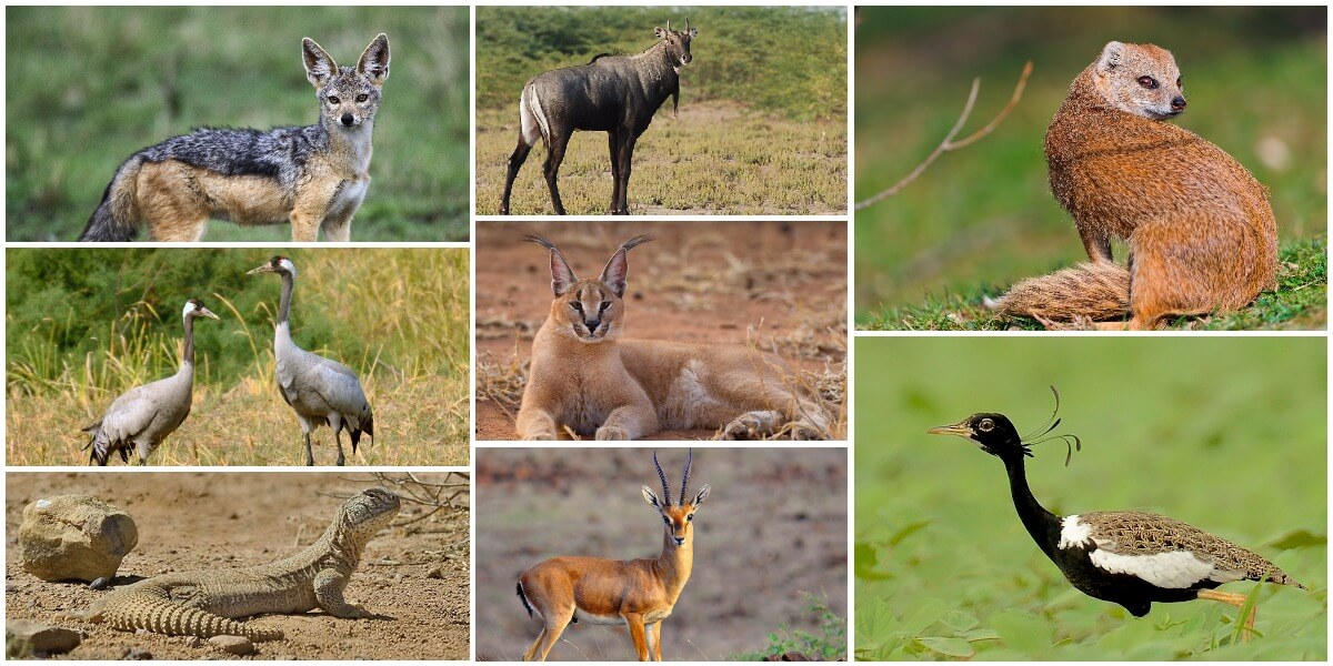 Kutch's Tour: Wild Life Sanctuary for the Great Bustard | Blog